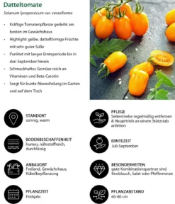 Datteltomate, orange