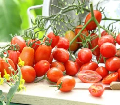 Datteltomate, rot
