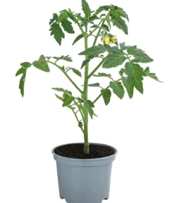 Datteltomate, rot