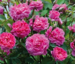 David Austin® Strauchrose England's Rose 'Auslounge'