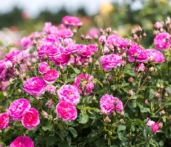 David Austin® Strauchrose England's Rose 'Auslounge'