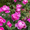 David Austin® Strauchrose Royal Jubilee 'Auspaddle'