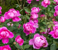 David Austin® Strauchrose Royal Jubilee 'Auspaddle'