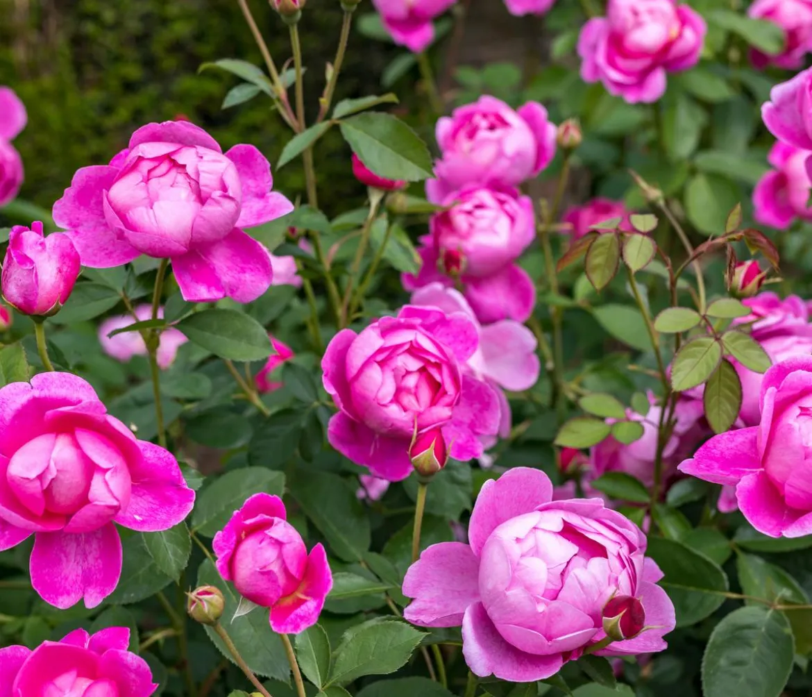 David Austin® Strauchrose Royal Jubilee 'Auspaddle'