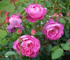 David Austin® Strauchrose Royal Jubilee 'Auspaddle'