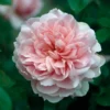 David Austin® Strauchrose Wildeve™ 'Ausbonny'