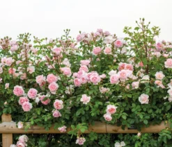 David Austin® Strauchrose Wildeve™ 'Ausbonny'