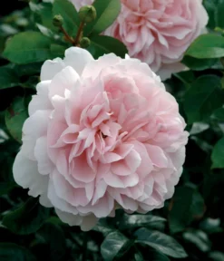 David Austin® Strauchrose Wildeve™ 'Ausbonny'