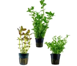 Dehner Aqua Aquarienpflanzen-Set Bacopa, 239 3-teilig