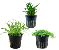 Dehner Aqua Aquarienpflanzen-Set Vordergrundbepflanzung 226, 3-teilig