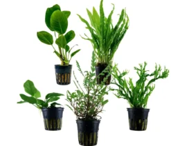 Dehner Aqua Aquarienpflanzen-Set bunter Topf 217, 5-teilig