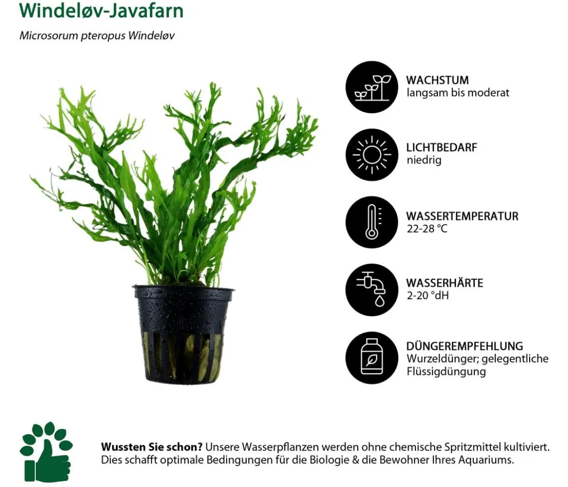 Dehner Aqua Aquarienpflanzen-Set bunter Topf 217, 5-teilig