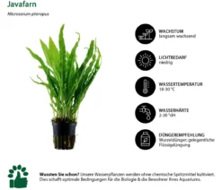 Dehner Aqua Aquarienpflanzen-Set bunter Topf 217, 5-teilig
