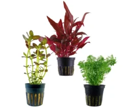 Dehner Aqua Aquarienpflanzen-Set Mittelgrundbepflanzung 228, 3-teilig