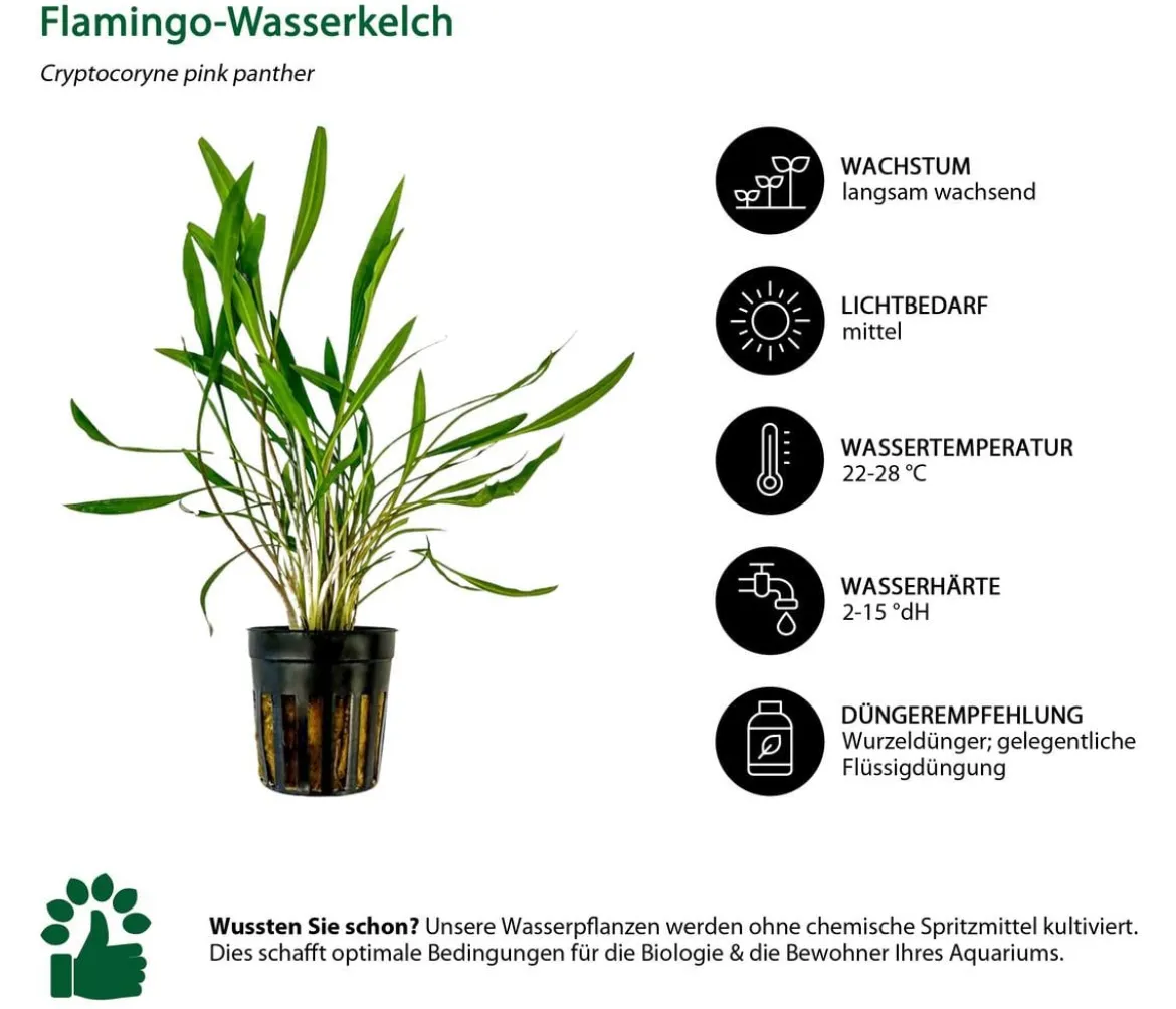 Dehner Aqua Aquarienpflanzen-Set Mittelgrundbepflanzung 205, 5-teilig