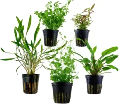 Dehner Aqua Aquarienpflanzen-Set Mittelgrundbepflanzung 205, 5-teilig
