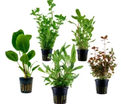 Dehner Aqua Aquarienpflanzen-Set Hintergrundbepflanzung 208, 5-teilig