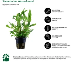 Dehner Aqua Aquarienpflanzen-Set Hintergrundbepflanzung 208, 5-teilig