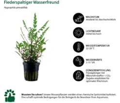 Dehner Aqua Aquarienpflanzen-Set Mittelgrundbepflanzung 204, 5-teilig