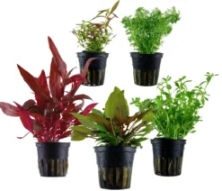 Dehner Aqua Aquarienpflanzen-Set Mittelgrundbepflanzung 206, 5-teilig