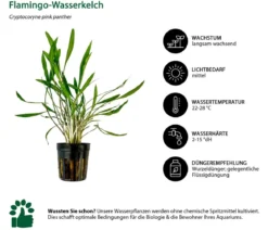 Dehner Aqua Aquarienpflanzen-Set Mittelgrundbepflanzung 230, 3-teilig