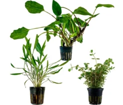 Dehner Aqua Aquarienpflanzen-Set Mittelgrundbepflanzung 230, 3-teilig