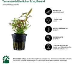 Dehner Aqua Aquarienpflanzen-Set bunter Topf 214, 5-teilig