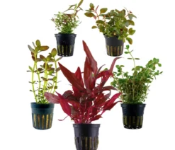 Dehner Aqua Aquarienpflanzen-Set bunter Topf 214, 5-teilig