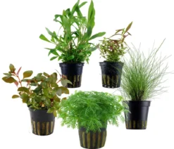 Dehner Aqua Aquarienpflanzen-Set Einsteiger, 210 5-teilig