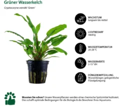 Dehner Aqua Aquarienpflanzen-Set Mittelgrundbepflanzung 229, 3-teilig