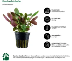 Dehner Aqua Aquarienpflanzen-Set Mittelgrundbepflanzung 229, 3-teilig