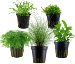 Dehner Aqua Aquarienpflanzen-Set Vordergrundbepflanzung 202, 5-teilig