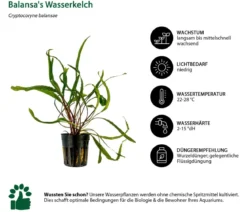 Dehner Aqua Aquarienpflanzen-Set Einsteiger 211, 5-teilig