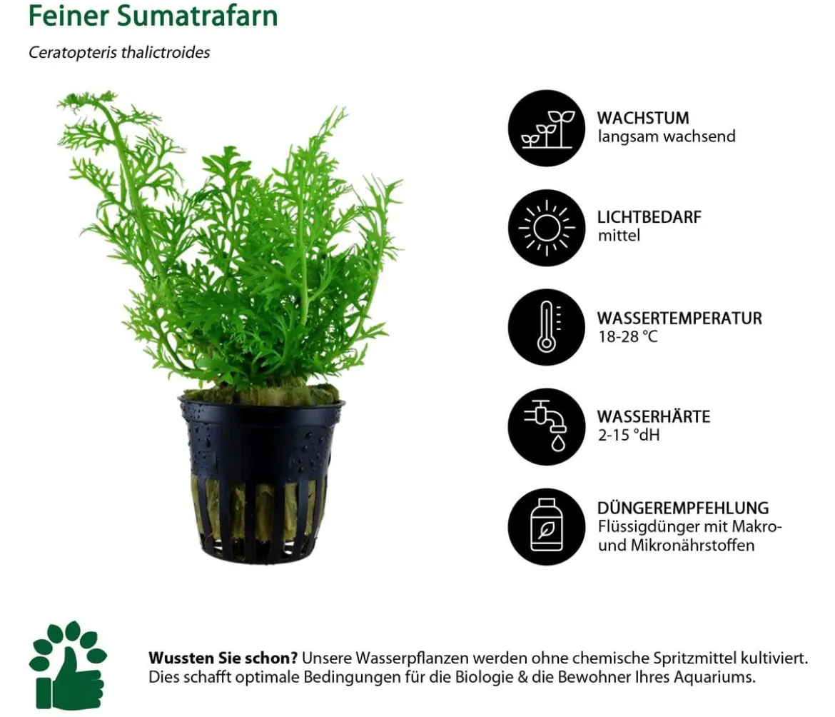 Dehner Aqua Aquarienpflanzen-Set Einsteiger 222, 5-teilig