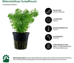 Dehner Aqua Aquarienpflanzen-Set Einsteiger 222, 5-teilig