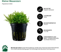 Dehner Aqua Aquarienpflanzen-Set Einsteiger 222, 5-teilig
