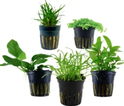 Dehner Aqua Aquarienpflanzen-Set Vordergrundbepflanzung 203, 5-teilig