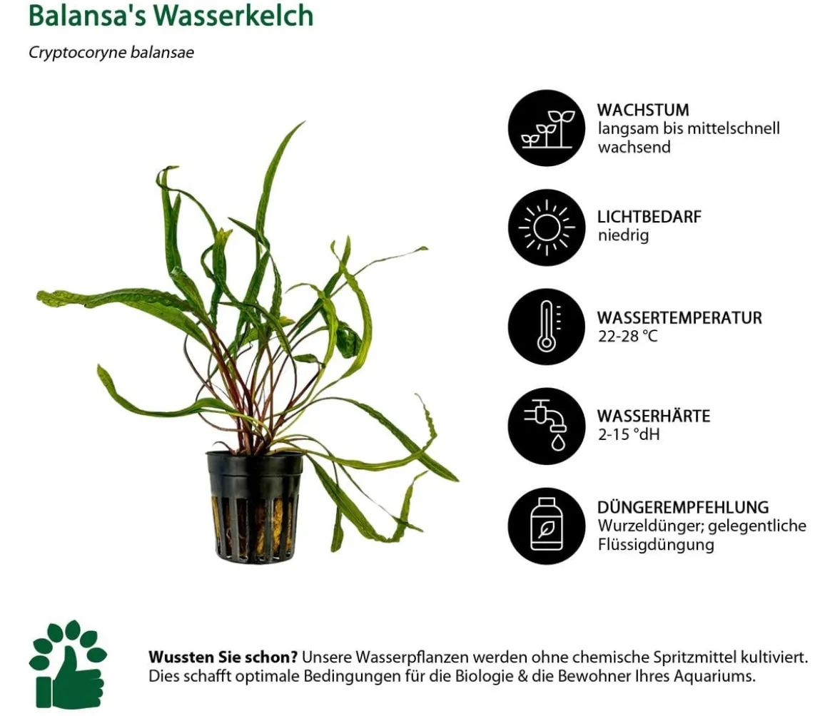 Dehner Aqua Aquarienpflanzen-Set Einsteiger 236, 3-teilig
