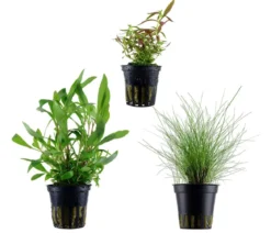 Dehner Aqua Aquarienpflanzen-Set Einsteiger 235, 3-teilig