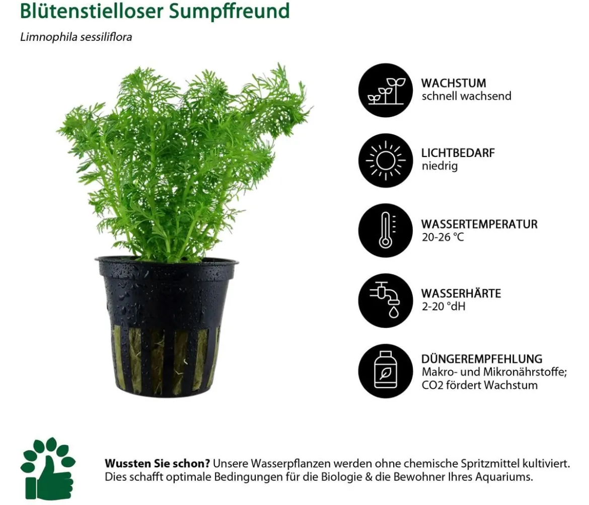 Dehner Aqua Aquarienpflanzen-Set Einsteiger 235, 3-teilig