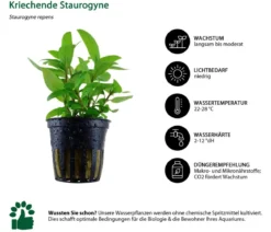 Dehner Aqua Aquarienpflanzen-Set Vordergrundbepflanzung 227, 3-teilig