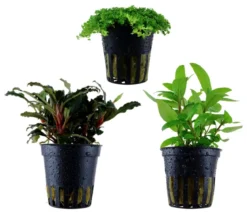 Dehner Aqua Aquarienpflanzen-Set Vordergrundbepflanzung 227, 3-teilig