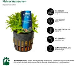 Dehner Aqua Aquarienpflanzen-Set für 80 Liter-Aquarien Einsteiger, 14-teilig
