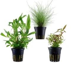 Dehner Aqua Aquarienpflanzen-Set Hintergrundbepflanzung 232, 3-teilig