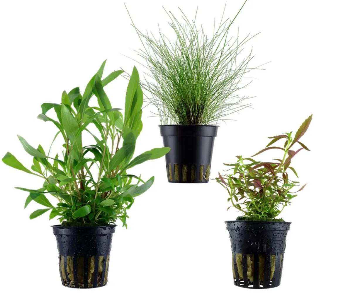 Dehner Aqua Aquarienpflanzen-Set Hintergrundbepflanzung 232, 3-teilig