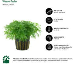 Dehner Aqua Aquarienpflanzen-Set Einsteiger 220, 5-teilig