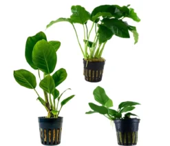 Dehner Aqua Aquarienpflanzen-Set Anubias 242, 3-teilig