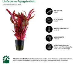 Dehner Aqua Aquarienpflanzen-Set Hintergrundbepflanzung 207, 5-teilig