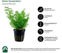 Dehner Aqua Aquarienpflanzen-Set Hintergrundbepflanzung 207, 5-teilig