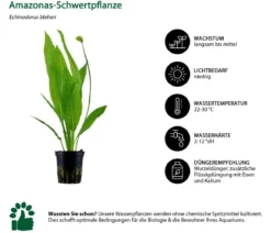 Dehner Aqua Aquarienpflanzen-Set Hintergrundbepflanzung 207, 5-teilig